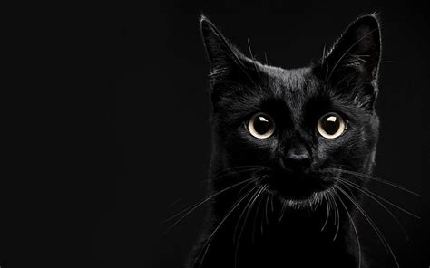 black cat wallpaper hd